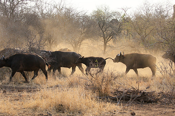 At Kruger NP