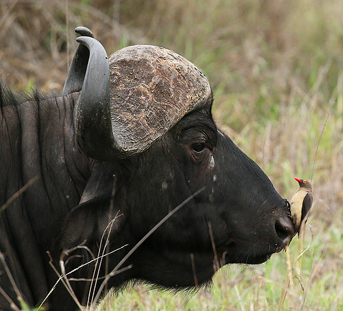 At Mala Mala game reserve