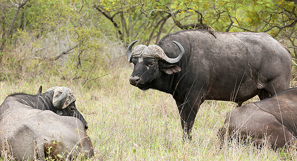 At Mala Mala game reserve