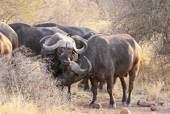 At Kruger NP
