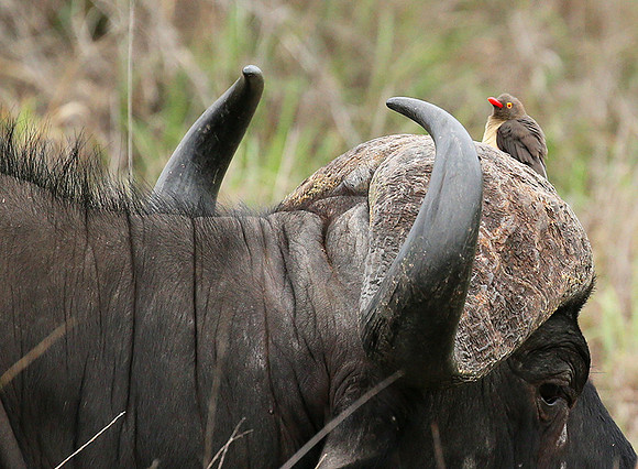 At Mala Mala game reserve