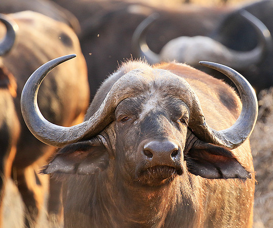 At Kruger NP