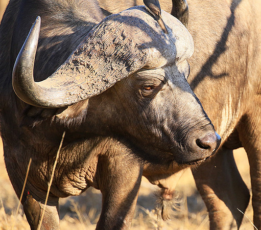 At Timbavati game reserve