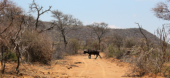 At Madikwe game reserve