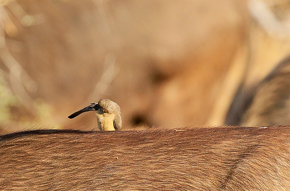 At Timbavati game reserve