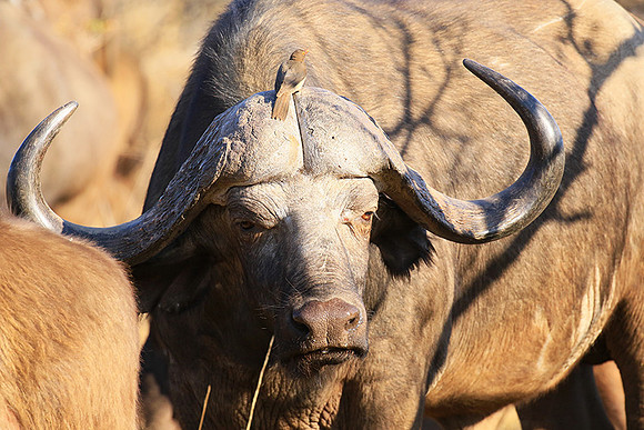 At Timbavati game reserve