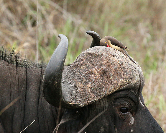 At Mala Mala game reserve