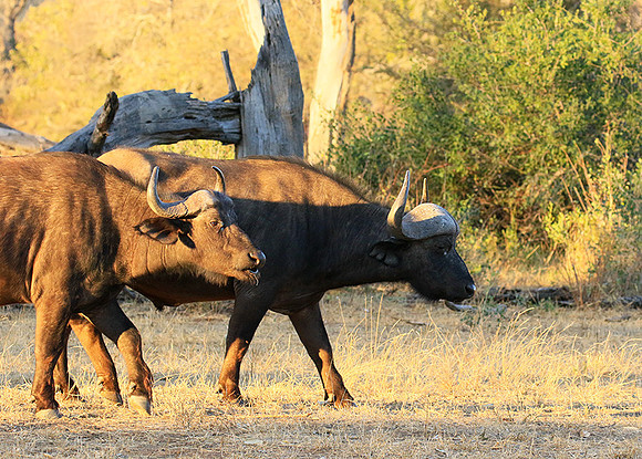 At Timbavati game reserve