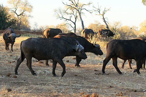 At Timbavati game reserve