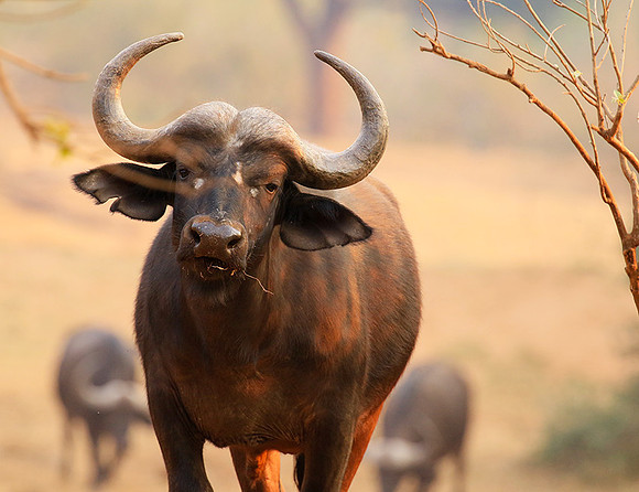 At Kruger NP