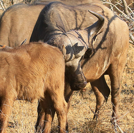 At Timbavati game reserve