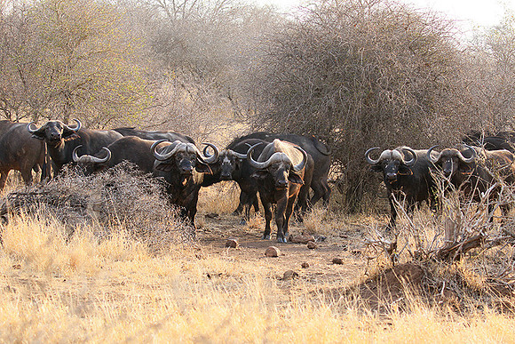 At Kruger NP