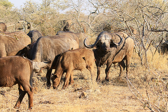 At Timbavati game reserve