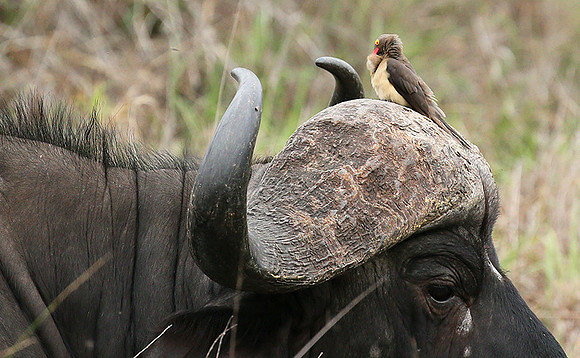 At Mala Mala game reserve