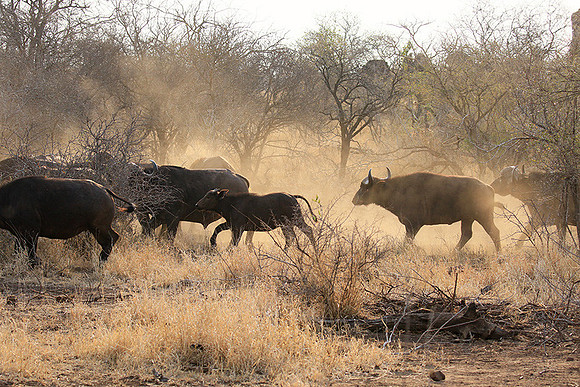 At Kruger NP