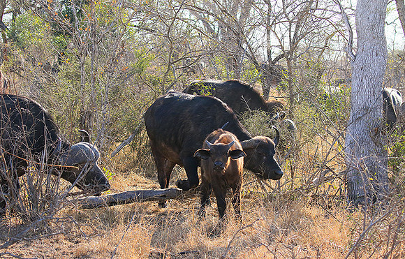 At Timbavati game reserve