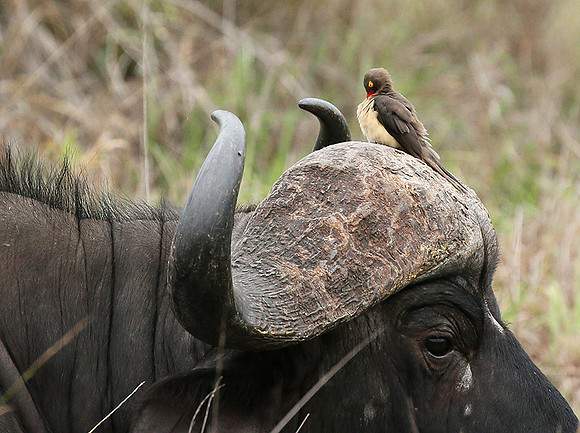 At Mala Mala game reserve