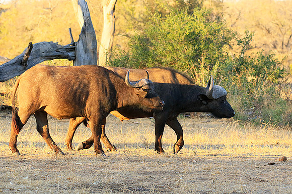 At Timbavati game reserve