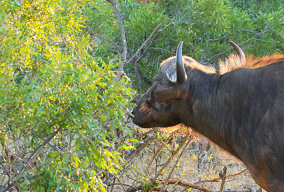 At Timbavati game reserve