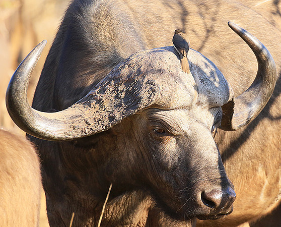 At Timbavati game reserve