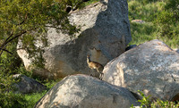 Mala Mala