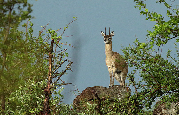 Sabi Sand