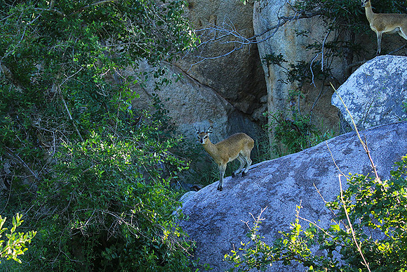 At MalaMala