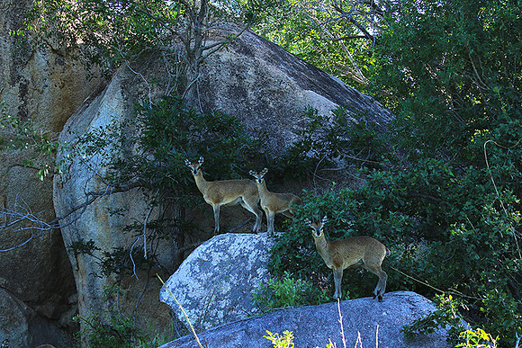 At MalaMala