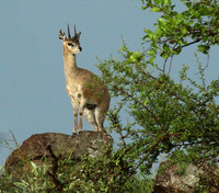 Sabi Sand