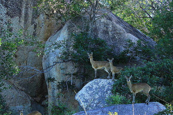 At MalaMala