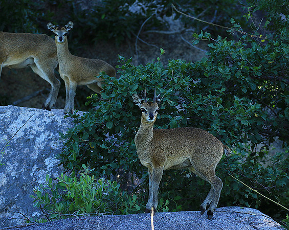 At MalaMala