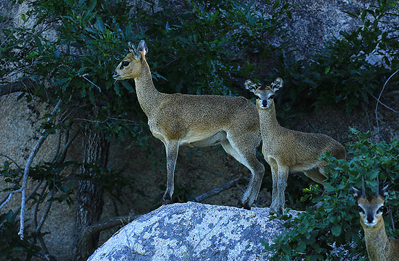 At MalaMala