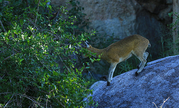 At MalaMala