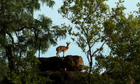 Sabi Sand