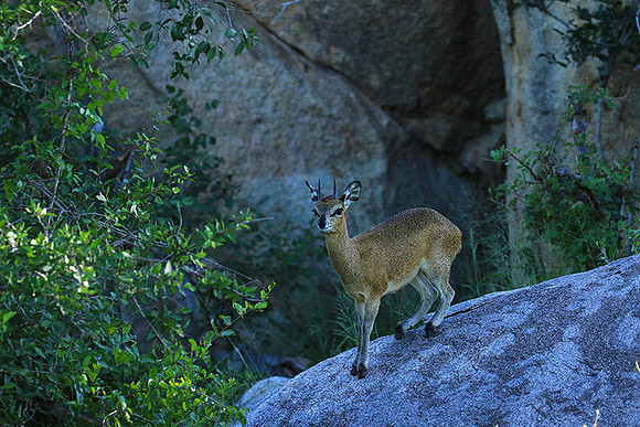 At MalaMala