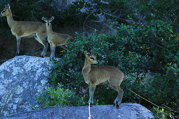 At MalaMala