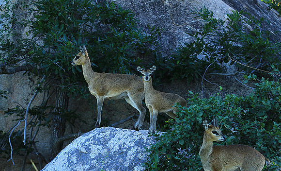 At MalaMala