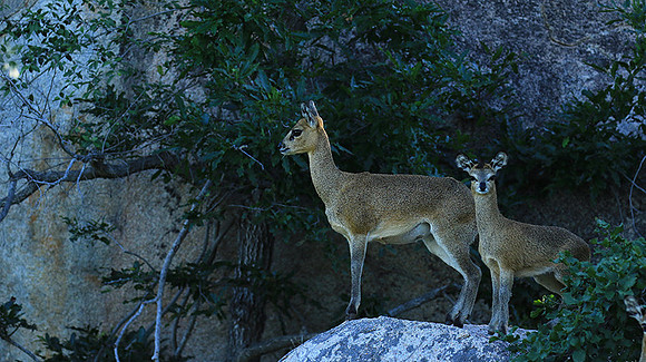 At MalaMala