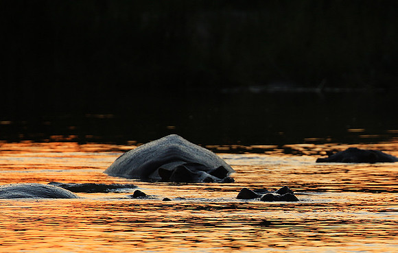 Kruger NP