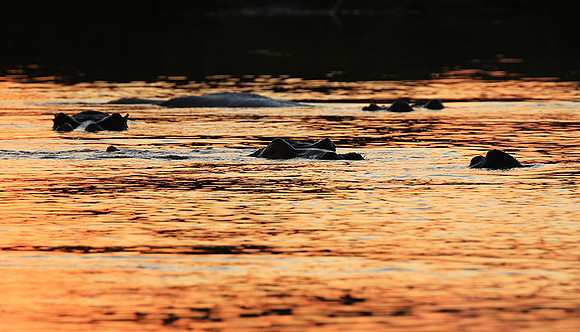 Kruger NP