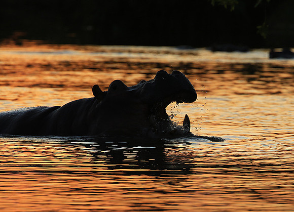 Kruger NP