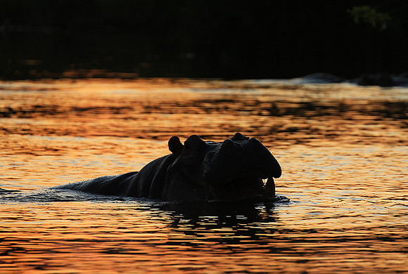 Kruger NP