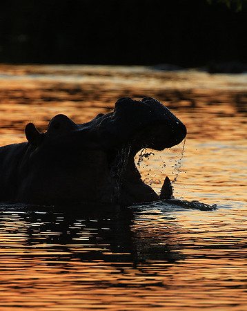 Kruger NP