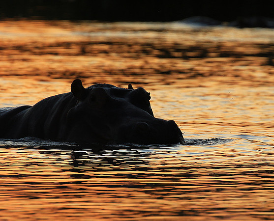 Kruger NP