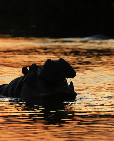 Kruger NP