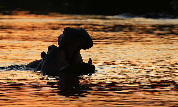 Kruger NP