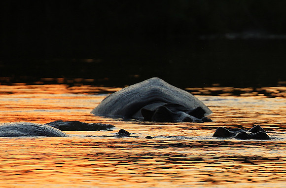 Kruger NP