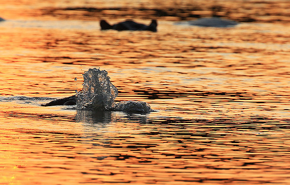 Kruger NP