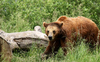 Parc animalier de Ste Croix