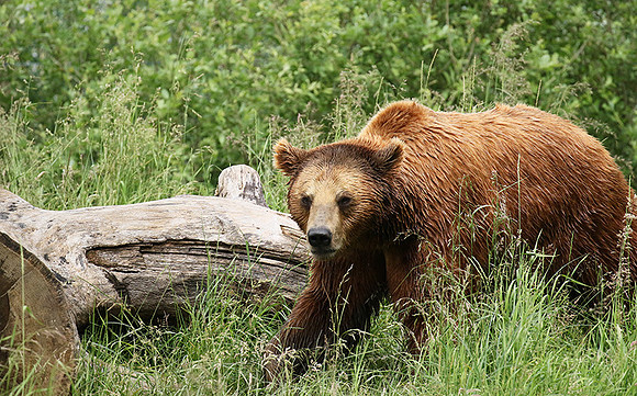 Parc animalier de Ste Croix